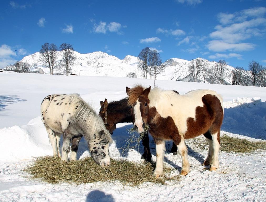 Ferienwohnung Biobauernhof Brandlhof Ramsau am Dachstein Exterior foto
